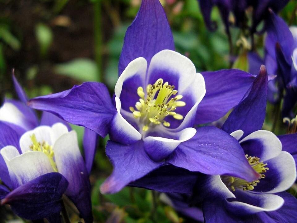#40. Columbine